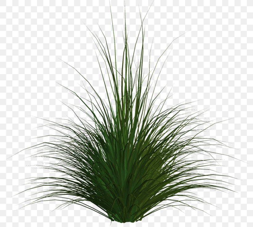 Grasses Download, PNG, 800x735px, Grasses, Advertising, Flowerpot, Gender, Grass Download Free