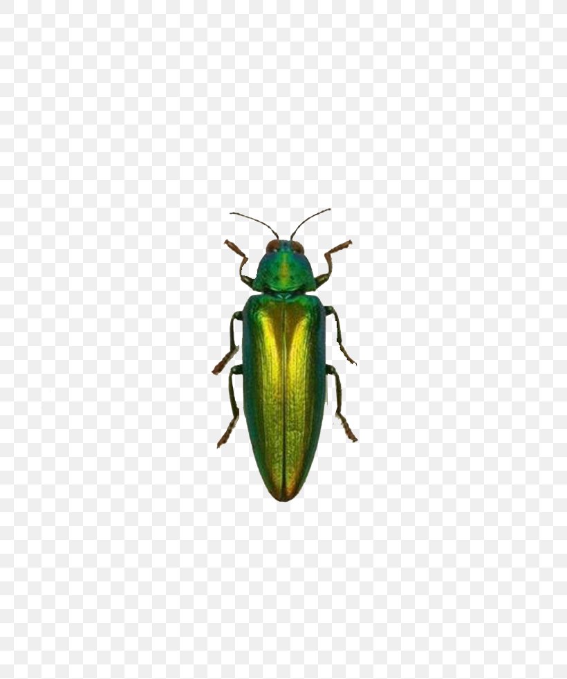 Insect Green Euclidean Vector, PNG, 700x981px, Insect, Arthropod, Beetle, Fly, Forest Green Download Free