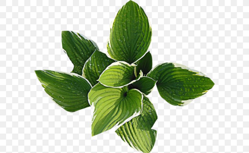 Leaf Plant Clip Art, PNG, 594x504px, Leaf, Animaatio, Flower, Green, Herb Download Free