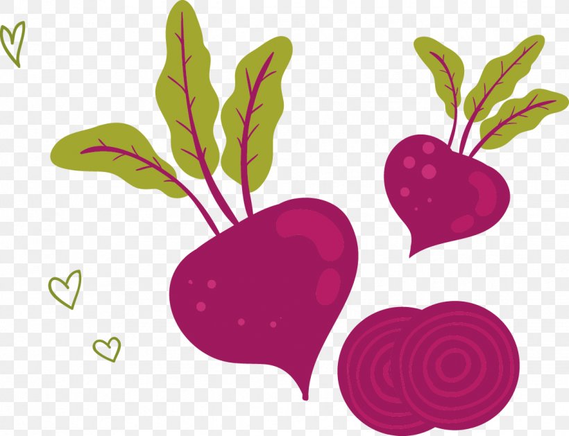 U852cu83dcu7f8eu98df Vegetable Radish Illustration, PNG, 1135x872px, Watercolor, Cartoon, Flower, Frame, Heart Download Free