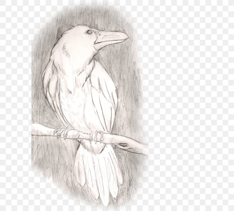 Beak Bird Figure Drawing Sketch, PNG, 600x740px, Beak, Artwork, Bird, Bird Of Prey, Black And White Download Free