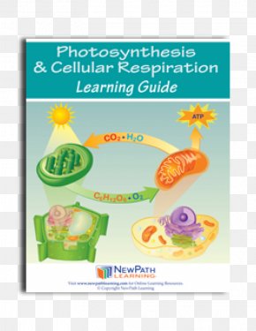 Photosynthesis Plant Cellular Respiration Chlorophyll Biology, PNG