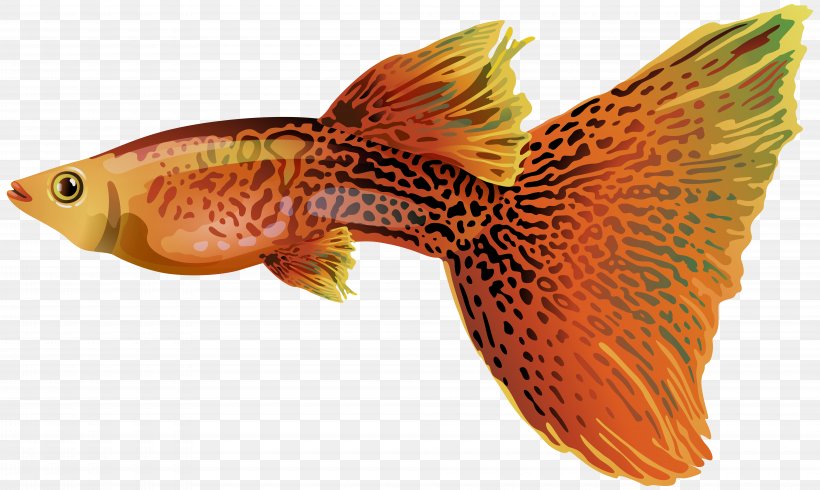 Guppy Fish Clip Art, PNG, 8000x4790px, Animal Jam, Bony Fish, Bony Fishes, Bubble Guppies, Digital Image Download Free