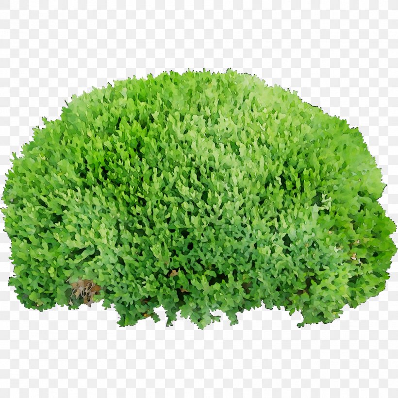 Clip Art Transparency Image Shrub, PNG, 1812x1812px, Shrub, Flower, Grass, Green, Groundcover Download Free