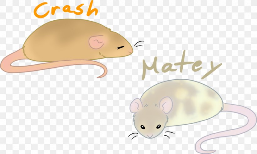 Rat Gerbil Whiskers Snout Computer Mouse, PNG, 1024x616px, Rat, Carnivoran, Computer Mouse, Fauna, Gerbil Download Free