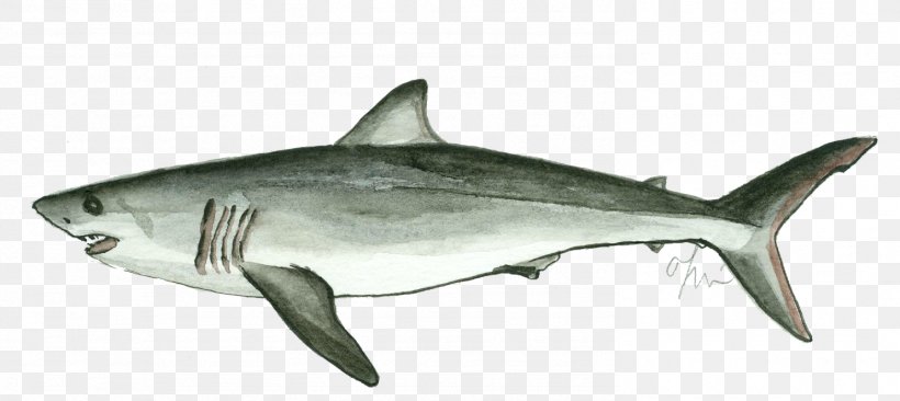 Tiger Shark Great White Shark Squaliform Sharks Isurus Oxyrinchus Lamniformes, PNG, 1486x664px, Tiger Shark, Cartilaginous Fish, Fauna, Fin, Fish Download Free