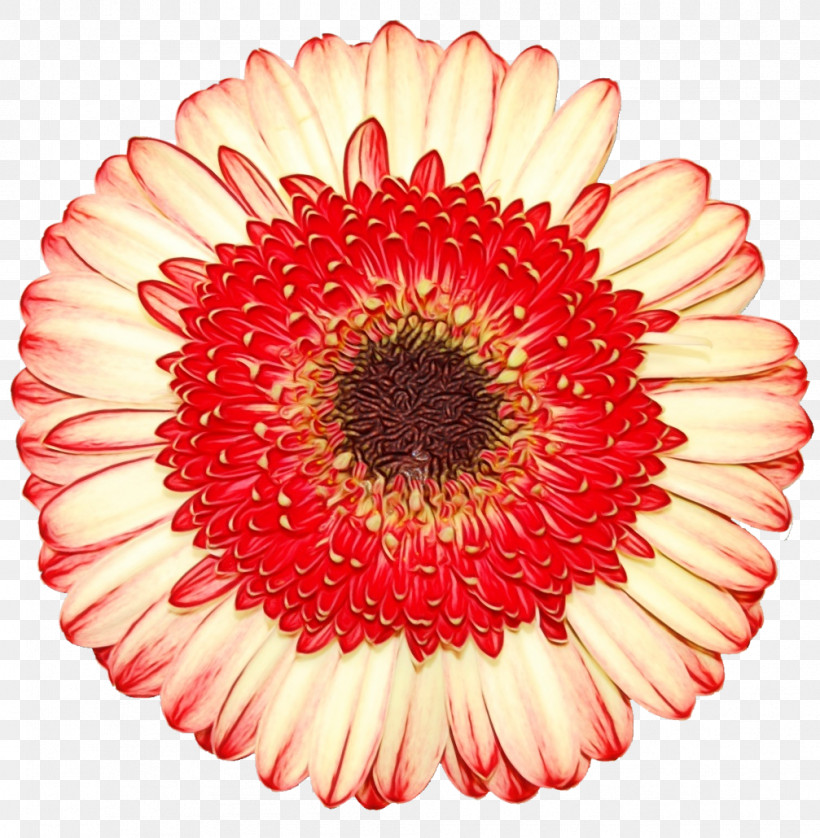 Transvaal Daisy Floristry Cut Flowers Chrysanthemum Flower, PNG, 1007x1030px, Watercolor, Chrysanthemum, Cut Flowers, Floristry, Flower Download Free