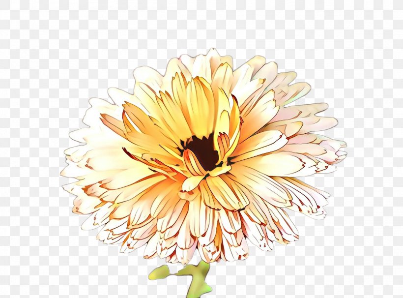 Watercolor Flower Background, PNG, 2324x1720px, Cartoon, Aster, Barberton Daisy, Botany, Calendula Download Free
