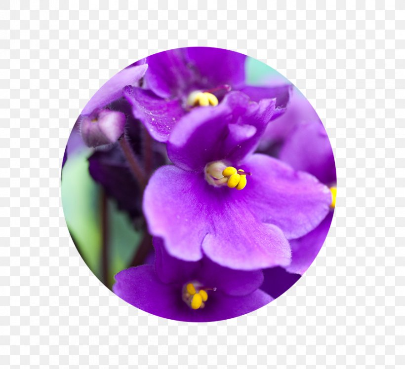 African Violet Sweet Violet Houseplant Gardening, PNG, 901x822px, African Violet, African Violet Society Of America, African Violets, Color, Flower Download Free
