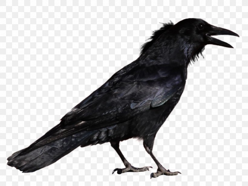 Common Raven Bird Clip Art, PNG, 900x675px, Crows, American Crow, Beak, Bird, Black And White Download Free