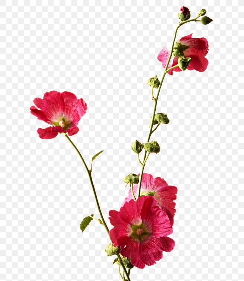Cut Flowers Hollyhocks Clip Art, PNG, 662x945px, Flower, Annual Plant, Blossom, Cut Flowers, Floral Design Download Free