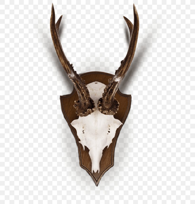 Deer Horn Trophy Hunting Antler, PNG, 620x857px, Deer, Antelope, Antler, Horn, Hunting Download Free