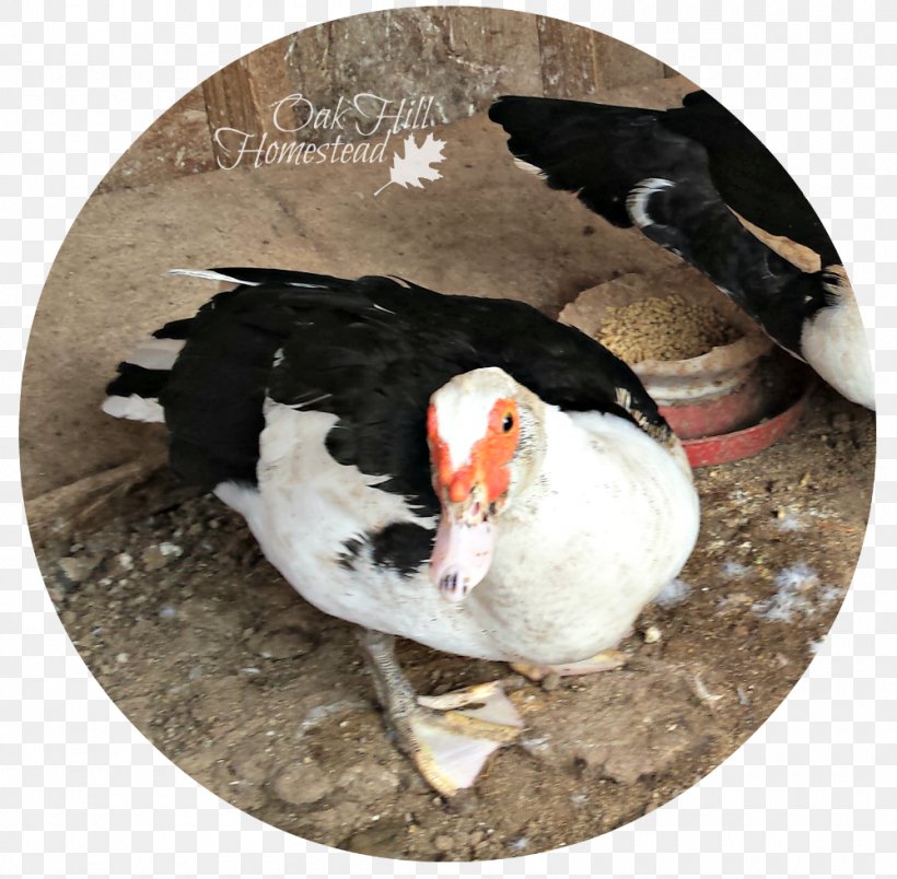 Duck Beak Puffin Fauna, PNG, 1000x981px, Duck, Beak, Bird, Ducks Geese And Swans, Fauna Download Free