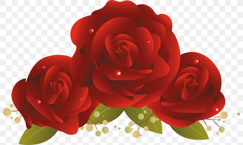 Garden Roses Cut Flowers Floral Design, PNG, 800x488px, Garden Roses, Cut Flowers, Festival, Floral Design, Floribunda Download Free