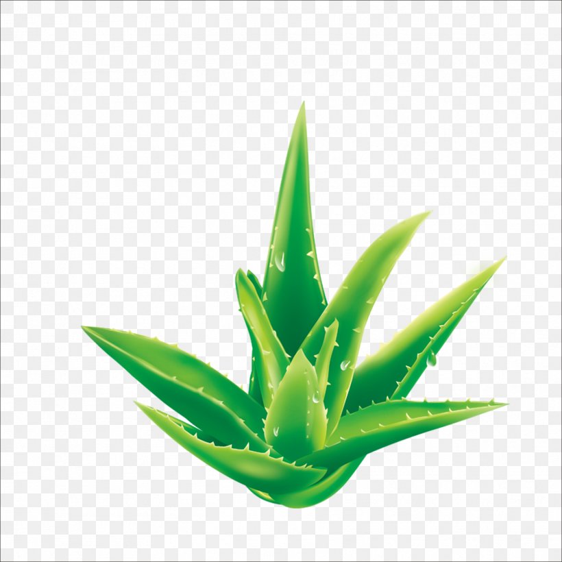 Aloe Plant, PNG, 1773x1773px, Aloe, Advertising, Agave, Anthraquinone, Cactaceae Download Free