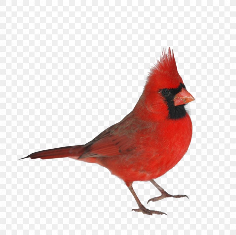 Bird Red-throated Parrotfinch Budgerigar Domestic Pigeon, PNG, 2362x2362px, Bird, Albom, Animal, Beak, Budgerigar Download Free