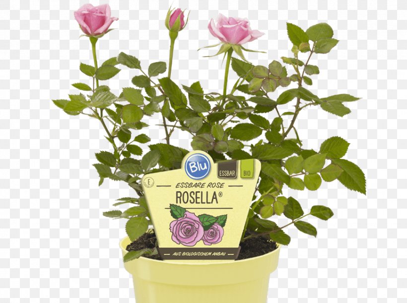 Flowerpot Blütenblatt Marmalade Houseplant, PNG, 870x648px, Flowerpot, Aromatic Compounds, Candied Fruit, Color, Dessert Download Free