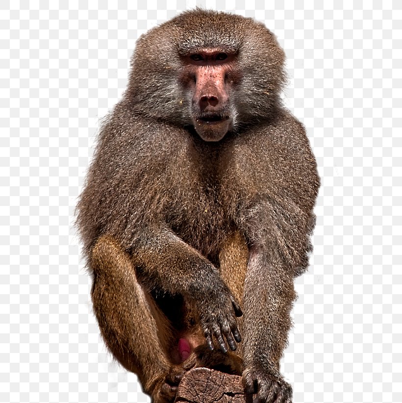 Macaque Golubitskaya Adobe Photoshop Baboons Plug-in, PNG, 600x822px, Macaque, Animal, Baboon, Baboons, Freeform Select Download Free