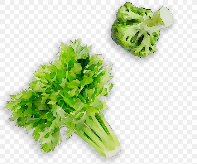 Parsley Lettuce, PNG, 1065x888px, Parsley, Celery, Flower, Food, Herb Download Free