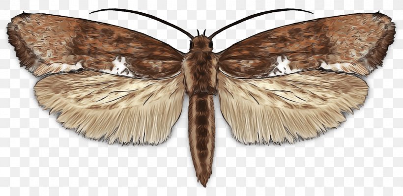 Caterpillar Cartoon, PNG, 1800x876px, Butterfly, Brown House Moth, Brushfooted Butterflies, Caterpillar, Cutworms Download Free
