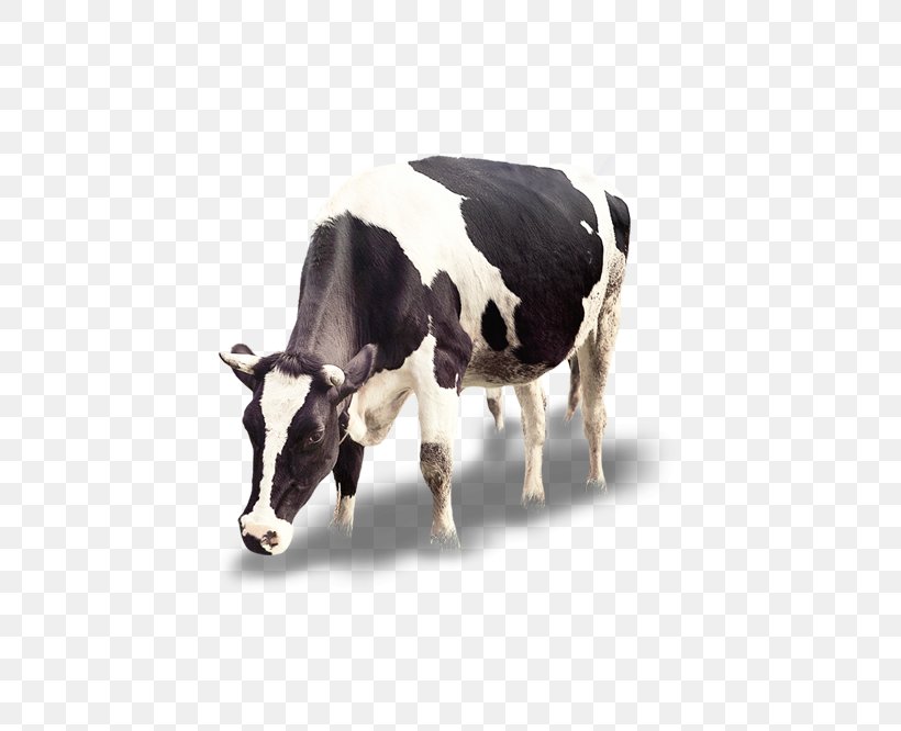 Cattle Calf Icon, PNG, 666x666px, Cattle, Calf, Cattle Like Mammal, Cow Goat Family, Dairy Download Free