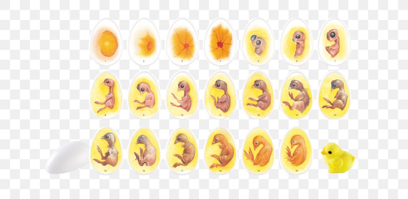 Chicken Chick Life Cycle Biological Life Cycle Egg Incubator, PNG, 699x400px, Chicken, Biological Life Cycle, Biology, Butterfly, Comb Download Free