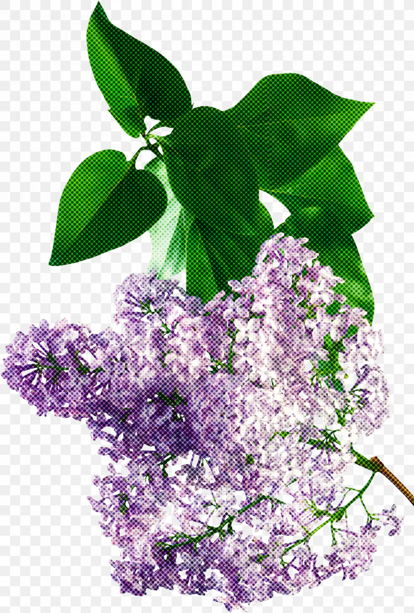 Lavender, PNG, 2028x3000px, Lilac, Flower, Lavender, Leaf, Plant Download Free