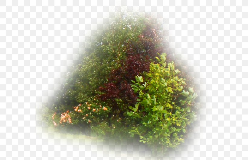 Shrub Vegetation Tree Lawn Eye, PNG, 586x531px, Shrub, Eye, Grass, Lawn, Plant Download Free