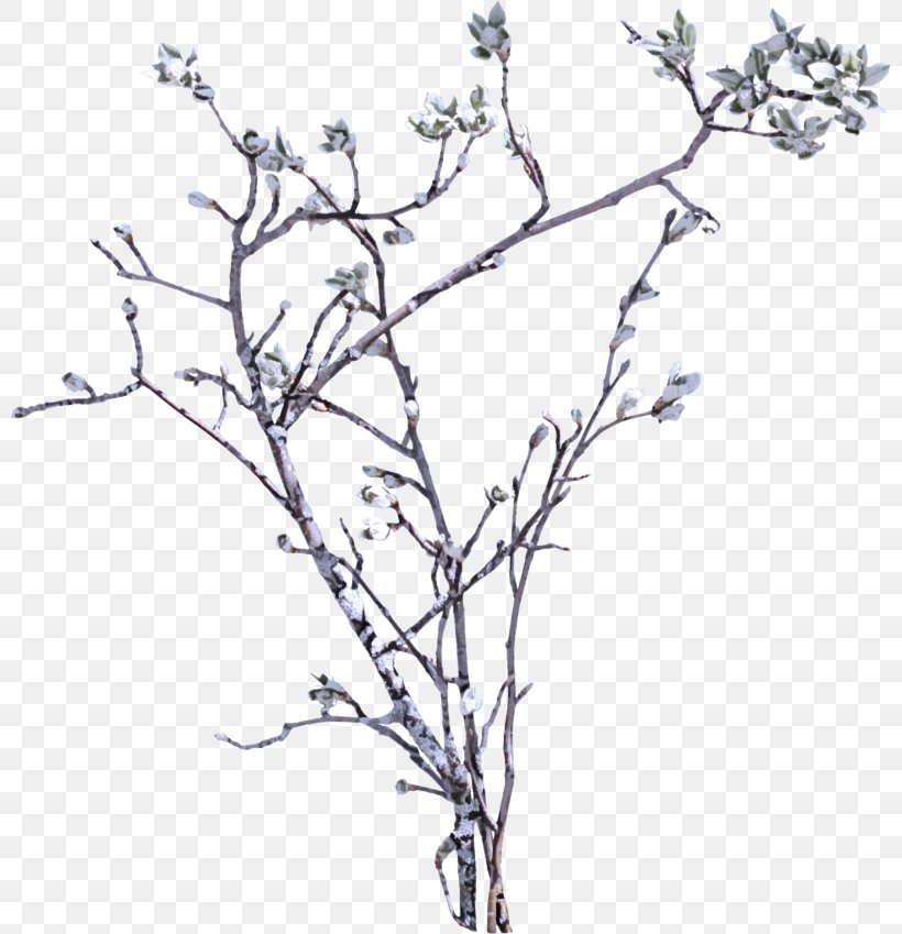 Branch Tree Twig Plant Woody Plant, PNG, 800x849px, Branch, Flower, Line Art, Plant, Plant Stem Download Free