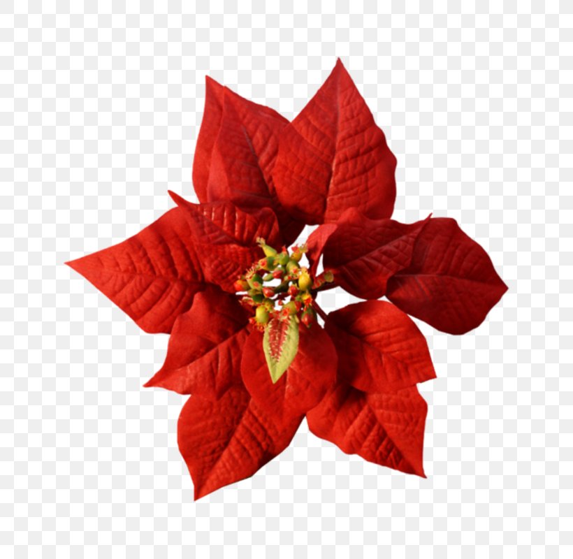 Christmas Day Poinsettia Template Holiday Shopping List, PNG, 800x800px, Christmas Day, Action Item, Christmas Ornament, Cut Flowers, Flower Download Free