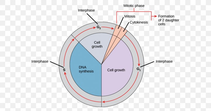 Mitosis Cell Cycle Interphase Cell Division Prophase, PNG, 1112x585px, Mitosis, Area, Biology, Cell, Cell Cycle Download Free