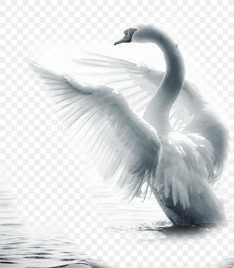 Mute Swan Bird Paper Feather, PNG, 1141x1311px, Mute Swan, Beak, Bird, Black And White, Cygnini Download Free