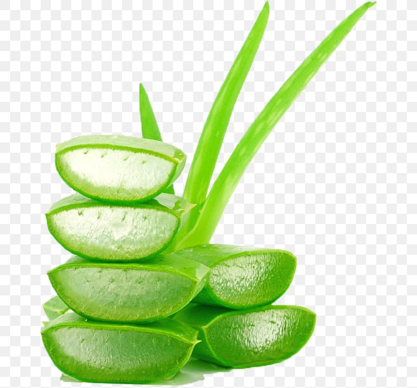 Aloe Vera Leaf, PNG, 666x762px, Aloe Vera, Aloe, Aloes, Cocktail Garnish, Cosmetics Download Free