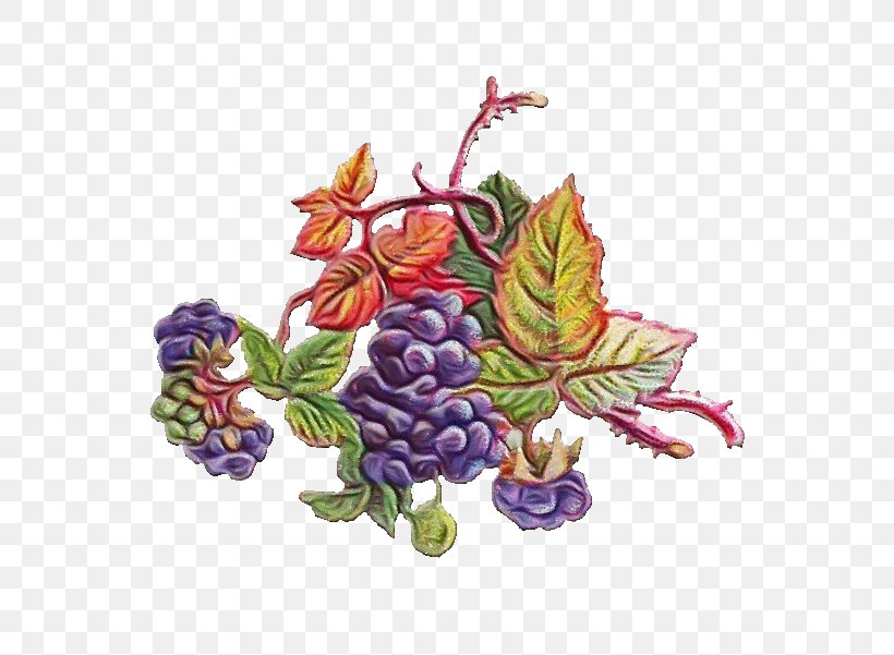 Drawing Of Family, PNG, 724x601px, Watercolor, Berries, Berry, Common Grape Vine, Concord Grape Download Free