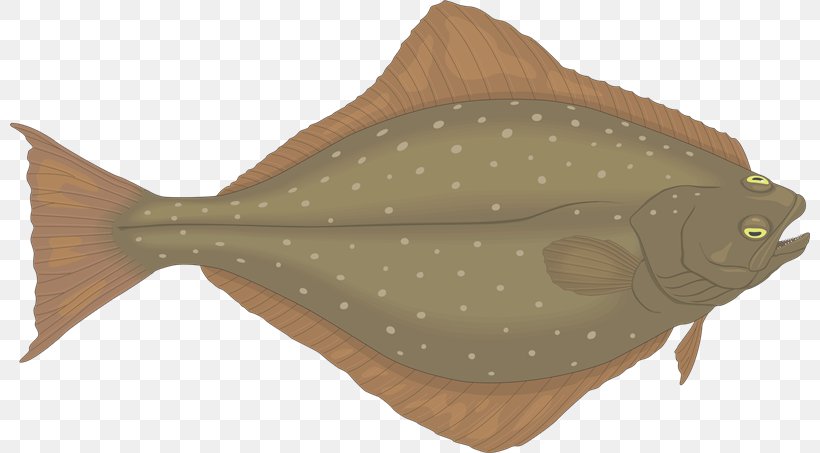 Flounder Halibut Fish Clip Art, PNG, 800x453px, Flounder, Animal, Cartilaginous Fish, Cartoon, Cod Download Free