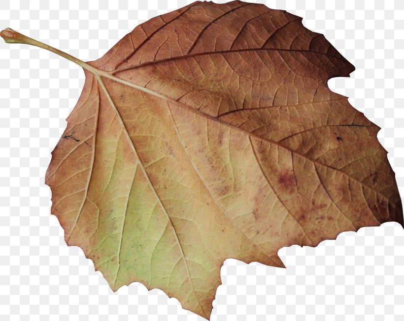 Leaves, PNG, 1600x1276px, Leaf, Autumn, Deciduous, Feuille Morte, Maple Leaf Download Free
