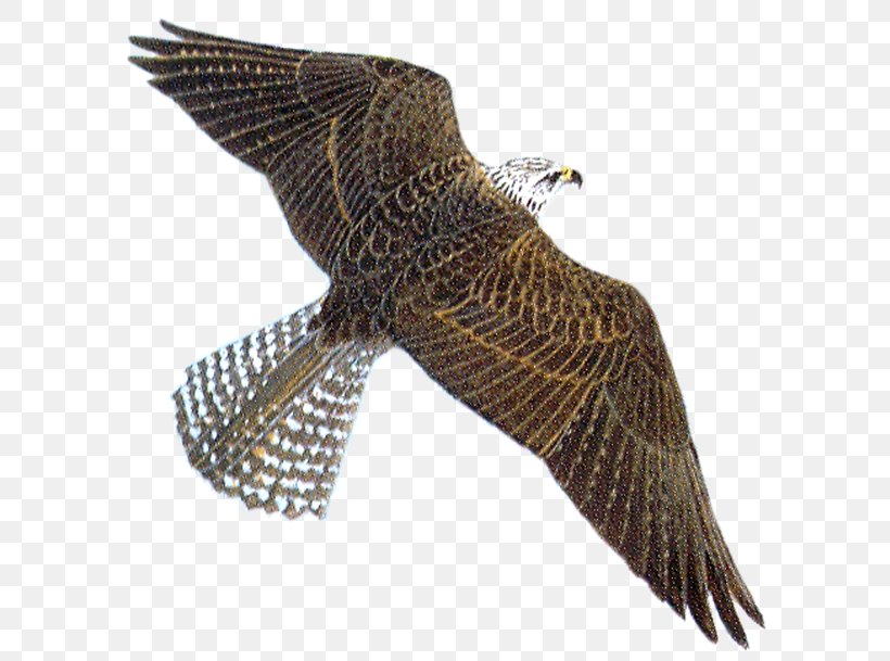 Peregrine Falcon Clip Art, PNG, 600x609px, Peregrine Falcon, Accipitriformes, Animaatio, Animal, Beak Download Free