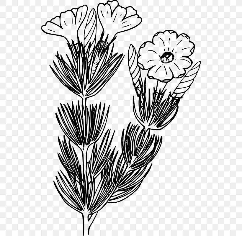 Ox Clip Art, PNG, 543x800px, Leaf, Black And White, Branch, Com, Flora Download Free