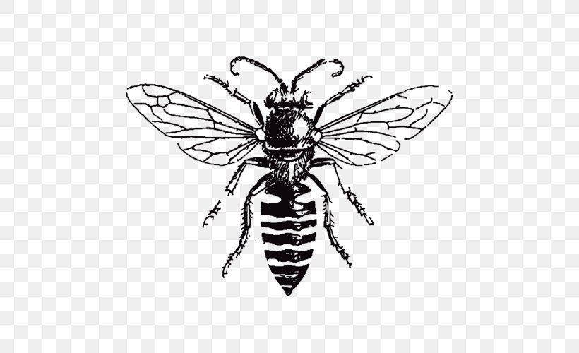 European Dark Bee Drawing Bumblebee Image, PNG, 500x500px, Bee, Arthropod, Beehive, Black And White, Black Fly Download Free