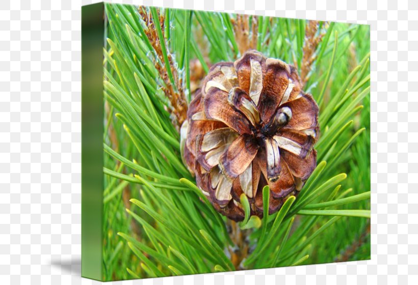 Pine Flowering Plant Wildflower Family, PNG, 650x560px, Pine, Family, Flower, Flowering Plant, Grass Download Free