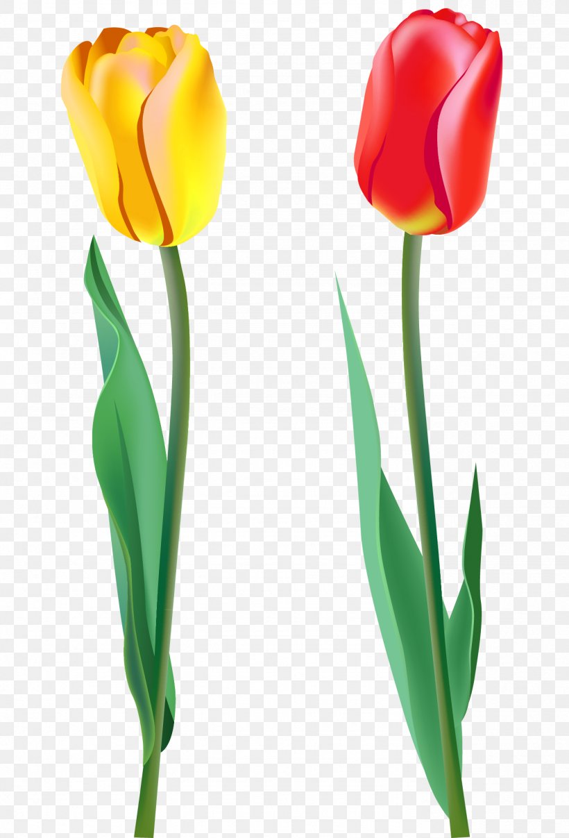 Tulip Flower Clip Art, PNG, 1382x2035px, Tulip, Art, Bud, Cut Flowers, Flower Download Free