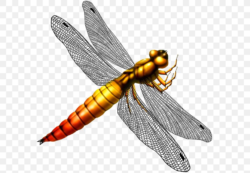 Dragonfly Pterygota Clip Art, PNG, 600x568px, Dragonfly, Animal, Arthropod, Bulletin Board System, Copyright Download Free