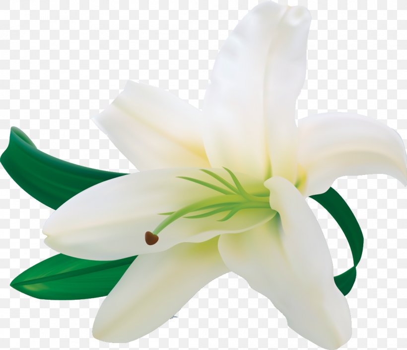 Lilium Flower, PNG, 1110x954px, Lilium, Cdr, Cut Flowers, Flower, Flowering Plant Download Free