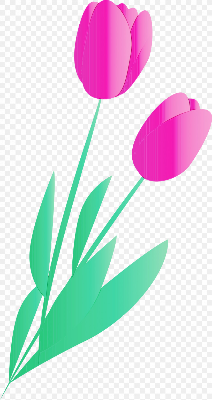 Tulip Flower Petal Plant Magenta, PNG, 1592x3000px, Watercolor, Flower, Lily Family, Magenta, Paint Download Free