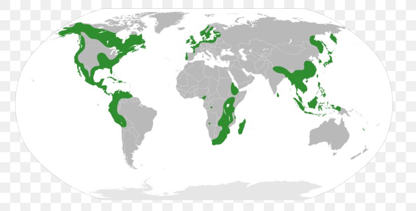 World Map Microsoft PowerPoint Image, PNG, 1024x520px, World, Area, Central Cylindrical Projection, Green, Map Download Free