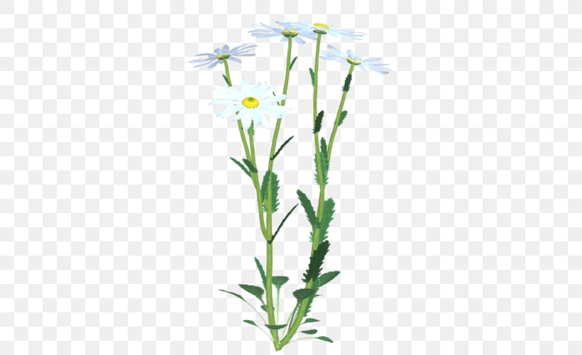 Plant Stem Cut Flowers Chicory, PNG, 500x500px, Plant Stem, Aster, Chicory, Cut Flowers, Flora Download Free