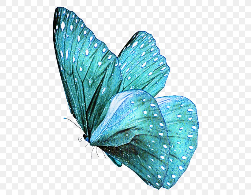 Butterfly Insect Blue Moths And Butterflies Turquoise, PNG, 500x638px, Butterfly, Aqua, Azure, Blue, Green Download Free