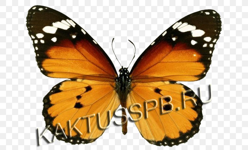 Monarch Butterfly Insect Plain Tiger Bee, PNG, 700x496px, Butterfly, Arthropod, Brush Footed Butterfly, Brushfooted Butterflies, Butterflies And Moths Download Free