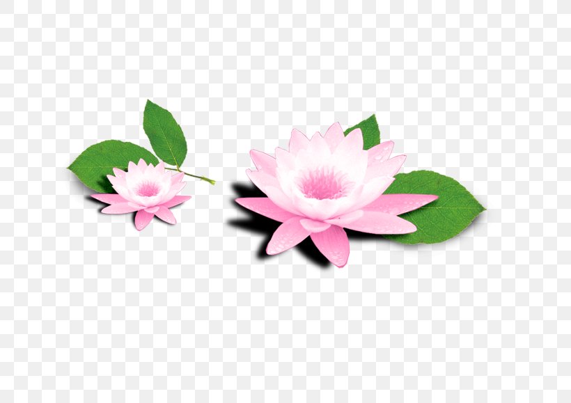 Taobao JD.com, PNG, 700x579px, Taobao, Cut Flowers, Emulsion, Flower, Flowering Plant Download Free