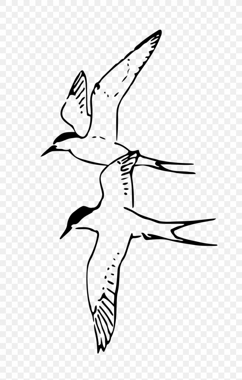 Bird Drawing Line Art Clip Art, PNG, 958x1502px, Bird, Arctic Tern, Area, Art, Artwork Download Free